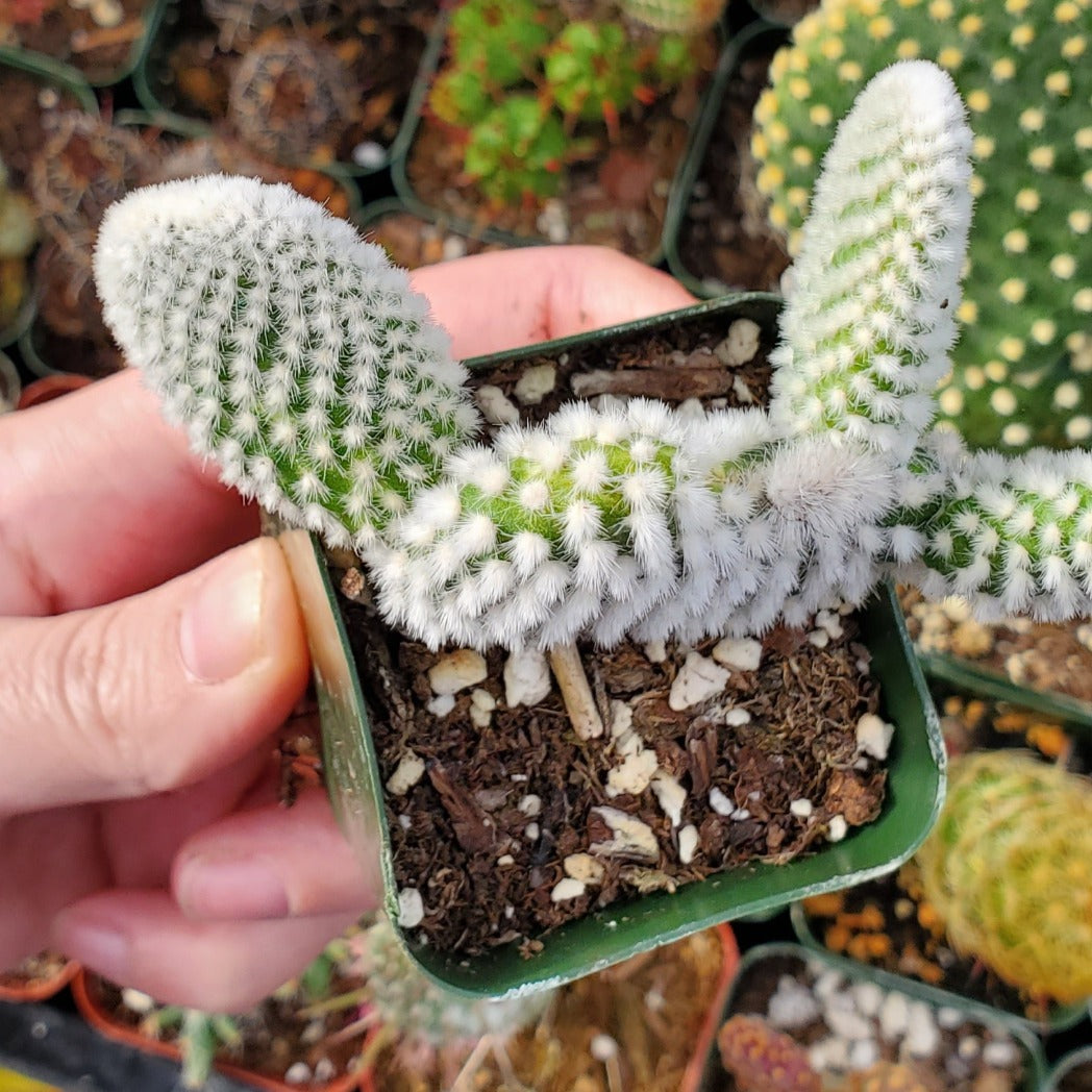 Opuntia microdasys var. albospina 'White Bunny Ears'
